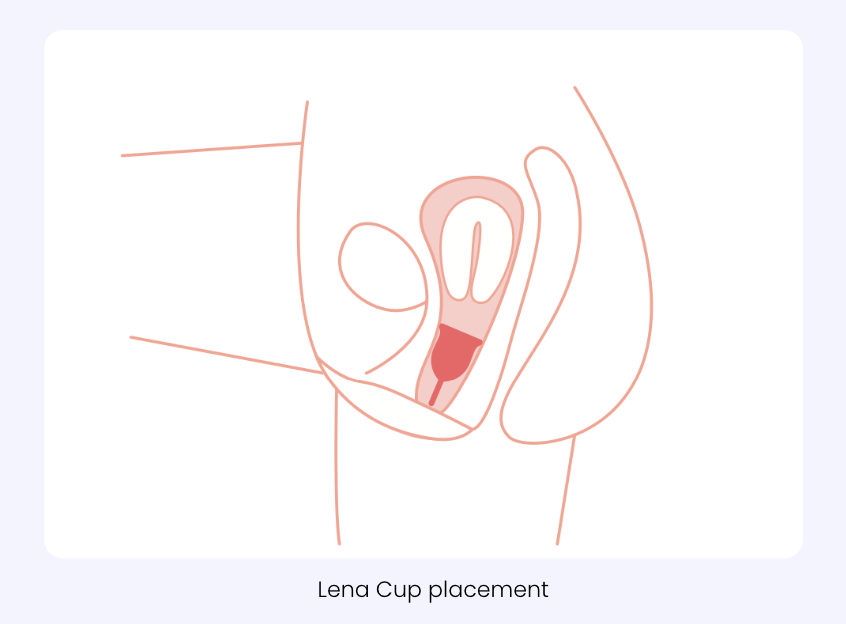 Illustration of Lena Cup placement inside a female reproductive system on a light purple background.